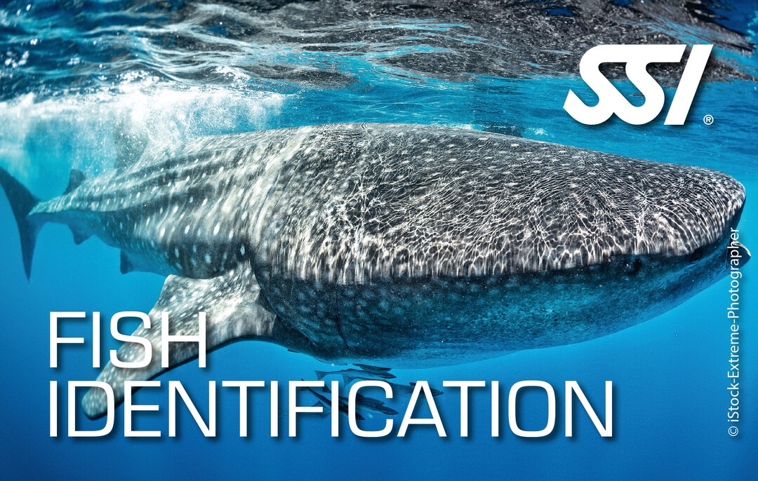 Walhai mit SSI Logo