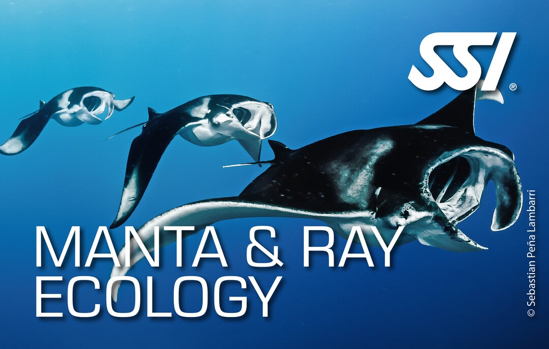 Manta im Wasser mit SSI Logo