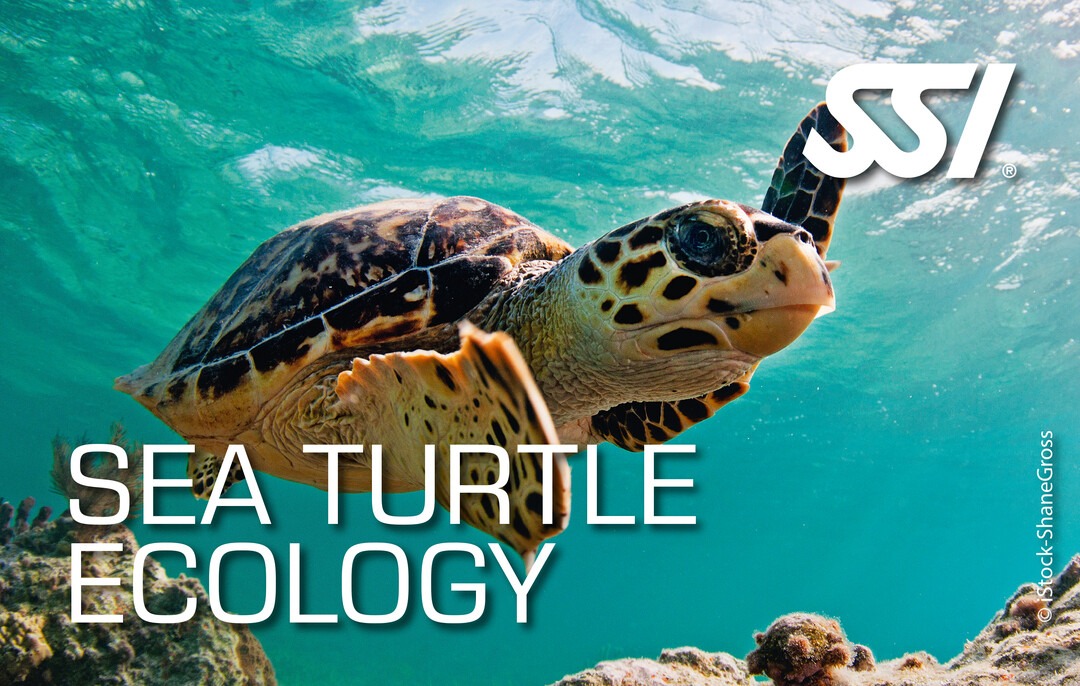 Schildkröte mit SSI Logo