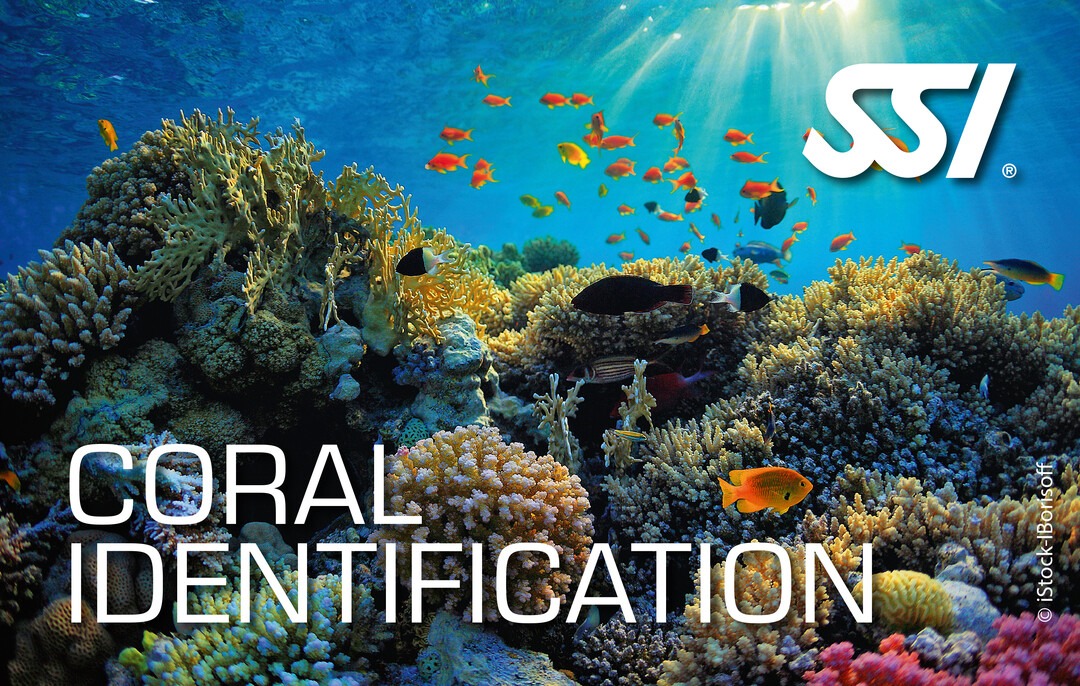 Coralen Riff mit SSI Logo